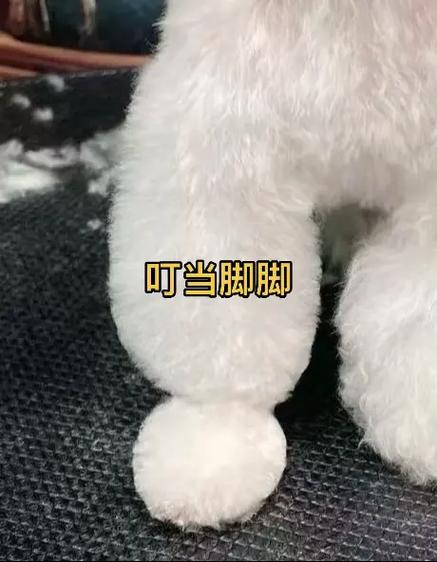 叮当萌宠平台